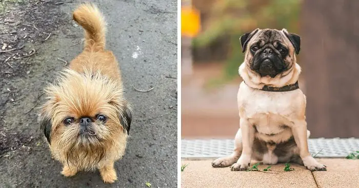 ugly dog breeds